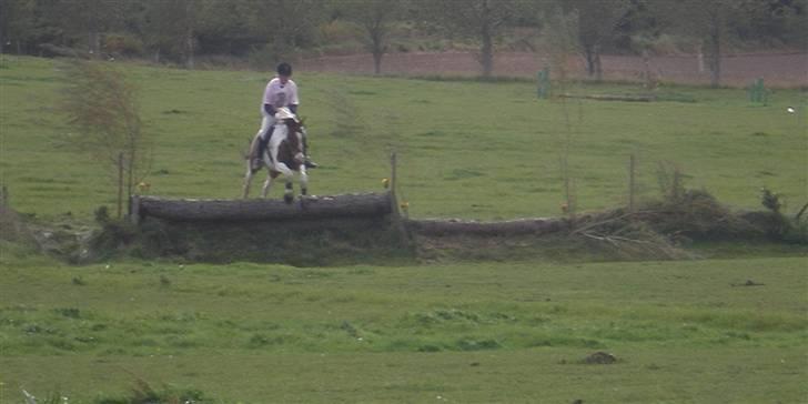 Pinto Falkenhus´s Vivaldi <3  - Terrænspringning FAK.  billede 6