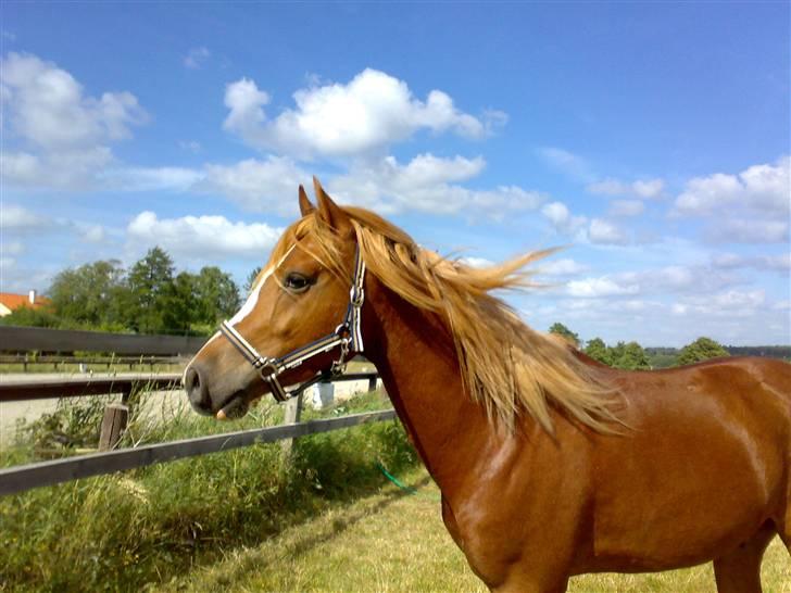 Welsh Pony af Cob-type (sec C) Eternal Amal<3 - billede 1:  Velkommen til Amals profil<3
billedet er taget den 7/6 2008  billede 1