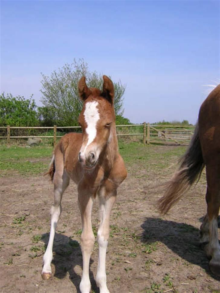 Welsh Pony af Cob-type (sec C) Eternal Amal<3 - billede 2: følle bølle<3 billede 2