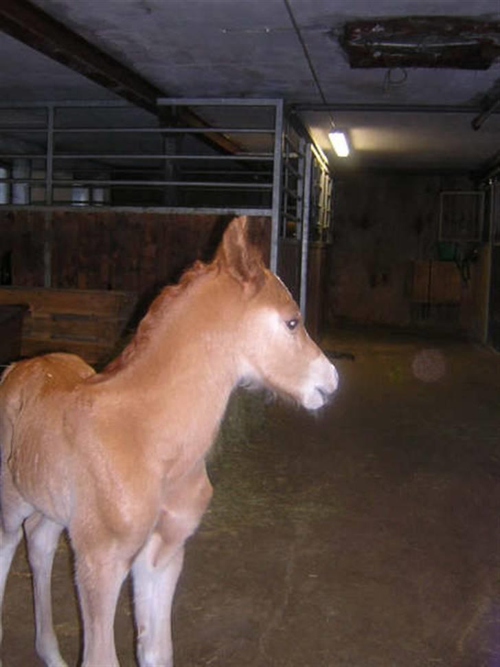 Welsh Pony af Cob-type (sec C) Eternal Amal<3 - billede 3: følle bølle<3 billede 3