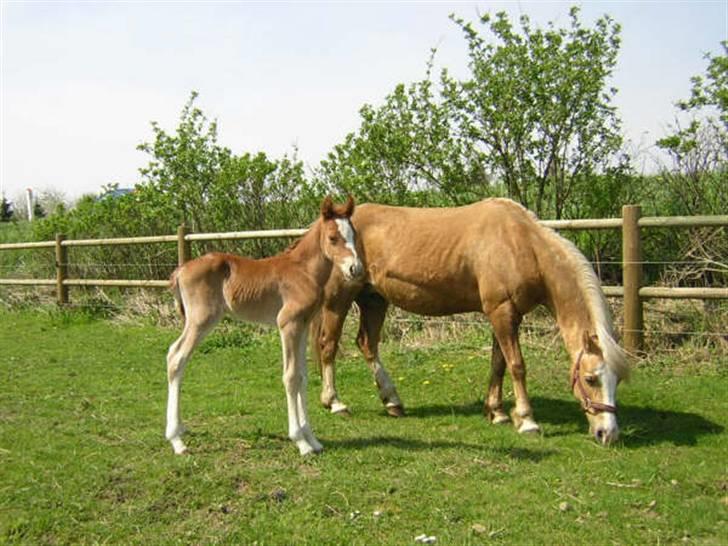 Welsh Pony af Cob-type (sec C) Eternal Amal<3 - billede 6: Amal og wild flower(hans mor) billede 4
