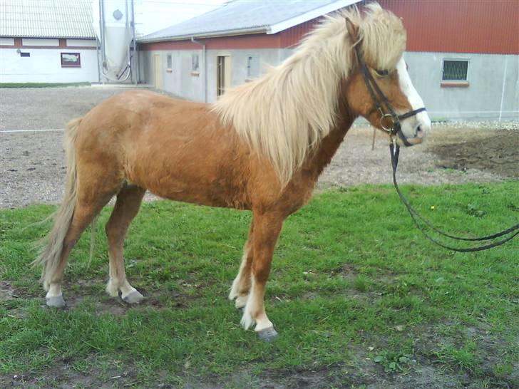 Islænder Von fra Minna-Hofi(SOLGT) billede 5