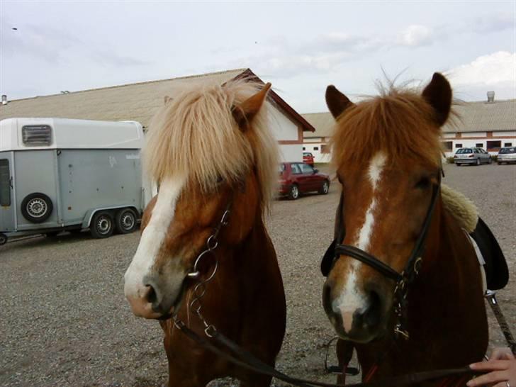 Islænder Von fra Minna-Hofi(SOLGT) billede 6