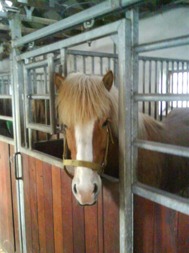 Islænder Von fra Minna-Hofi(SOLGT) billede 7