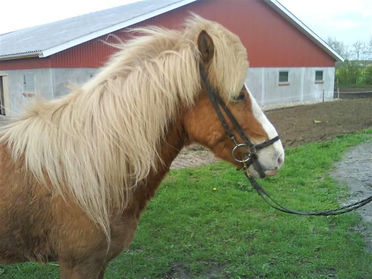 Islænder Von fra Minna-Hofi(SOLGT) billede 8