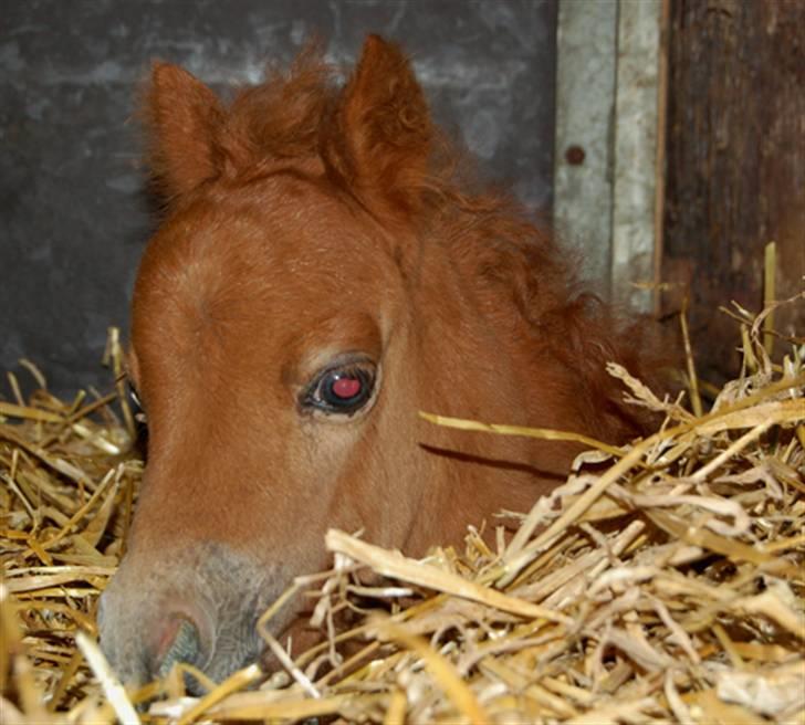 Dansk Miniature Egehøjs Red Hot Double Sh - 30.04.08 billede 5