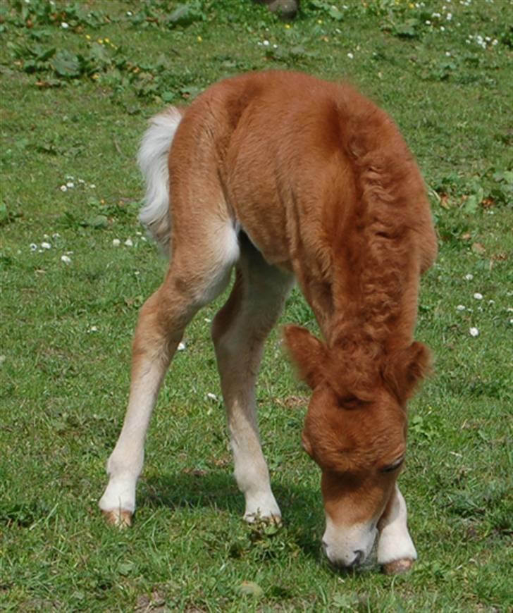 Dansk Miniature Egehøjs Red Hot Double Sh - 27.04.08 billede 6