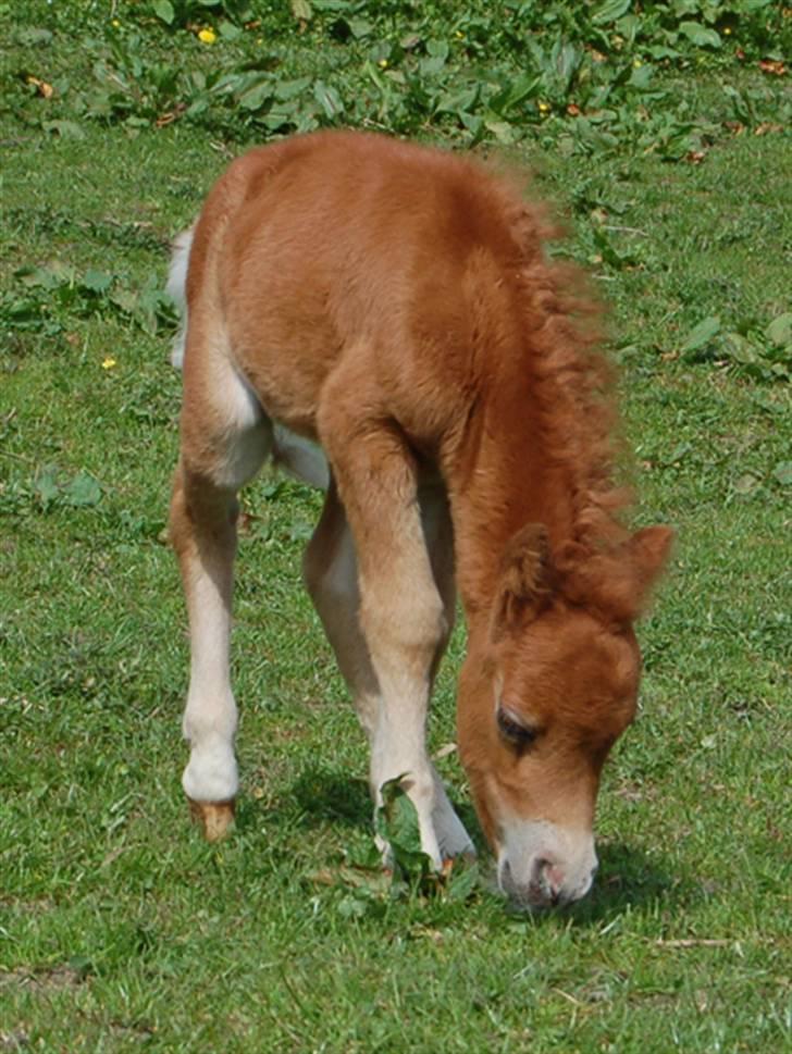 Dansk Miniature Egehøjs Red Hot Double Sh - 27.04.08 billede 7