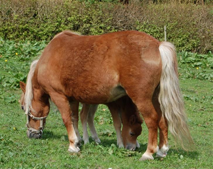 Dansk Miniature Egehøjs Red Hot Double Sh - 27.04.08 Sidste dag med sin mor, som senere samme dag døde af en blodprop.  billede 8