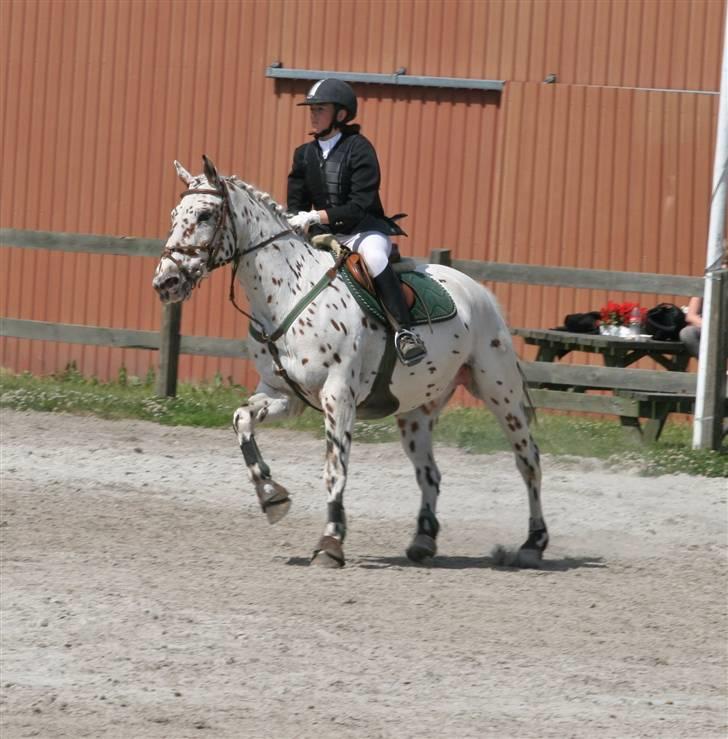 Knabstrupper - Mr. Rivaldo - Nurh :p . Foto: Henriette billede 18