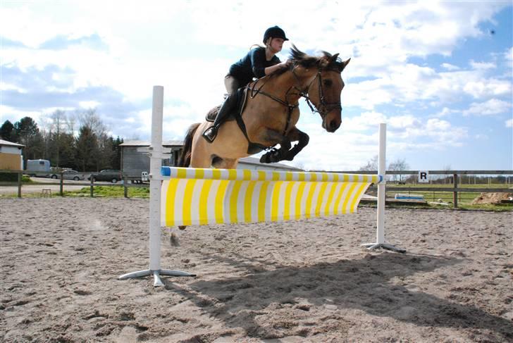 Irsk Sportspony Mr. Limbo solgt - træning..  billede 9