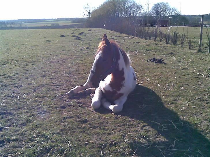Pinto Dusty Dancer - man bliver træt a at stå op nogen gange d:  billede 19