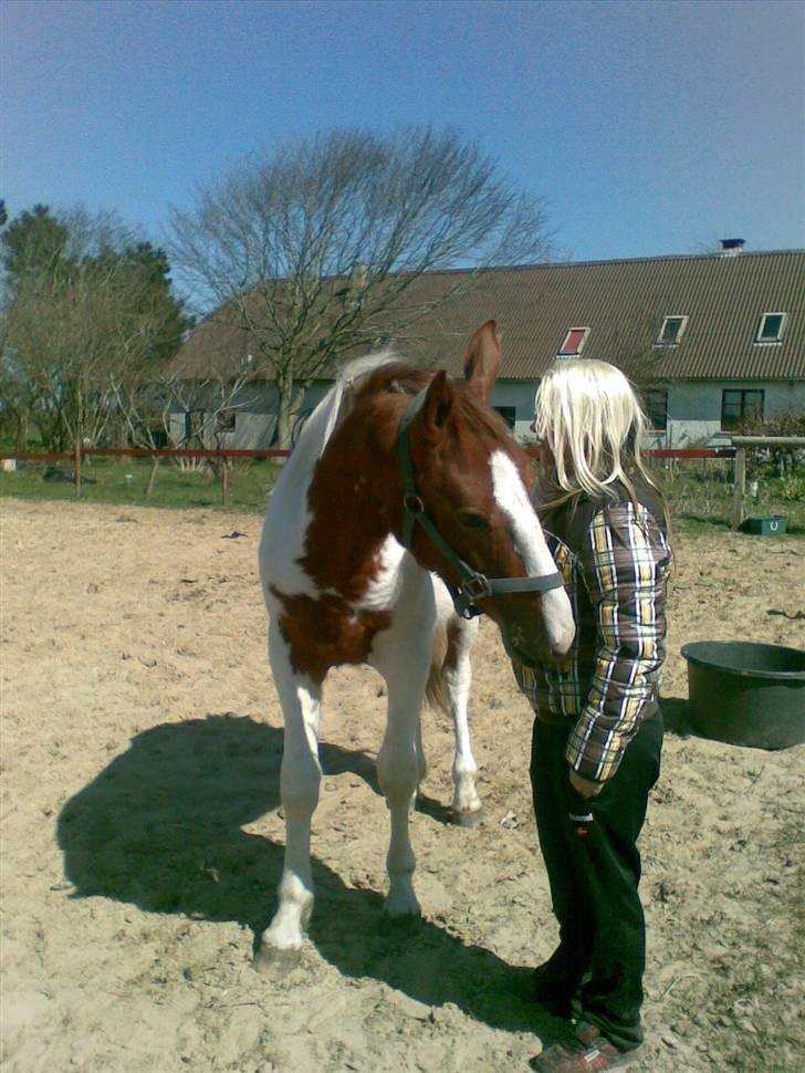 Pinto Dusty Dancer - hmm . har du mad til mig ? :P billede 20