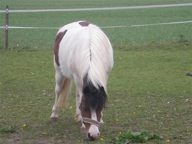 Anden særlig race #Wendy# - Wendy på Fold. Igen. ? billede 6