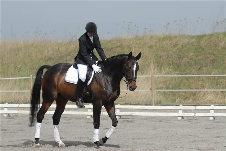 Anden særlig race Rachelieu uglvig - Et klap til den dejlige Rache også er vi tilfredse :) billede 6