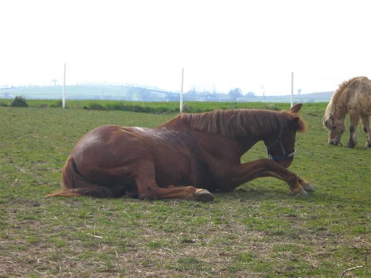 Anden særlig race Feifer  -  så skal der rulles<3 billede 1