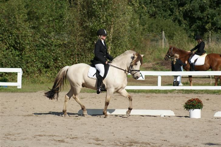 Anden særlig race Grønløkke's Silver Boy<3 billede 17