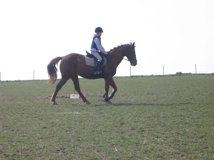 Anden særlig race Feifer  - trav med emma:) billede 2