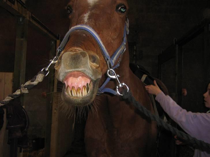 Anden særlig race Feifer  - øhh. har jeg noget mellem tænderne:D billede 3