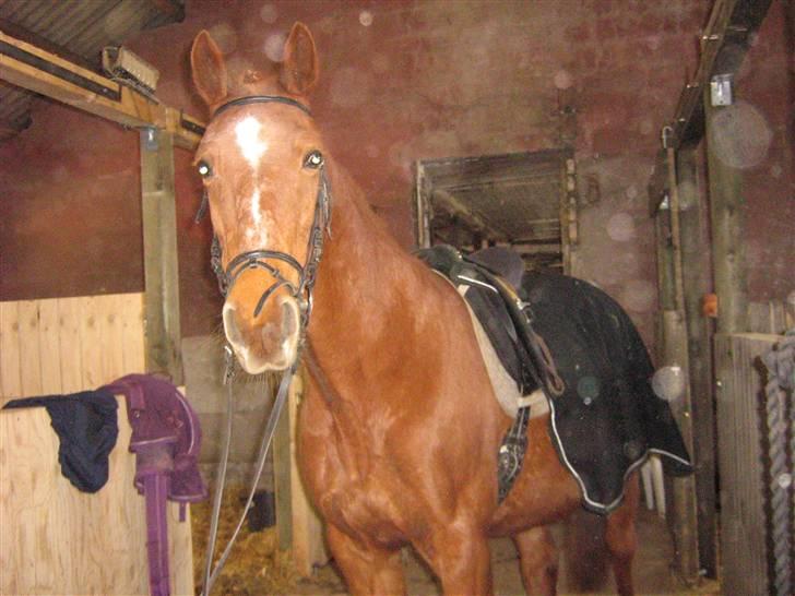 Anden særlig race Feifer  - Er jeg ik flot mor:) billede 4