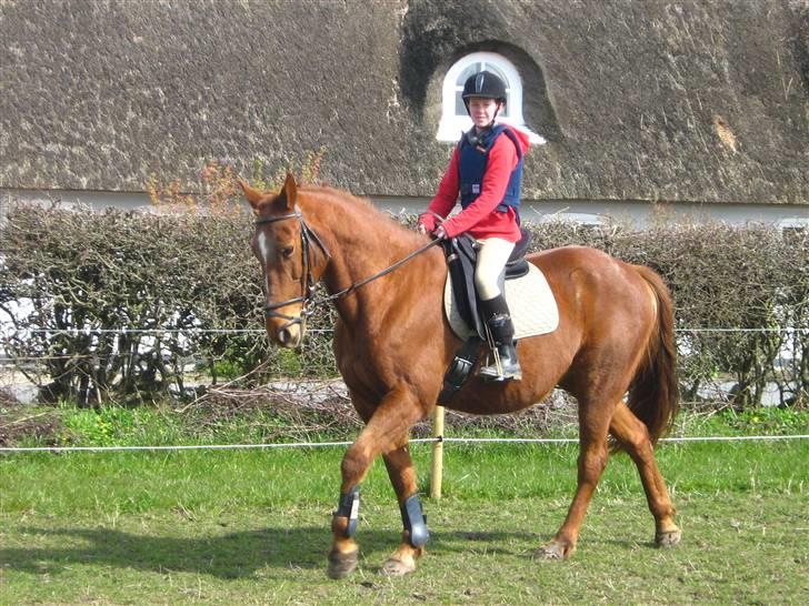 Anden særlig race Feifer  - lidt dressur:) billede 5