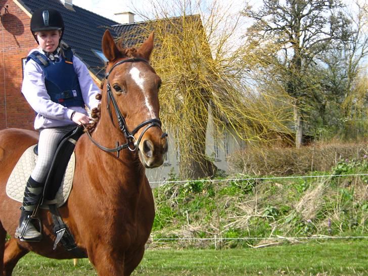 Anden særlig race Feifer  - skridt med emma billede 6