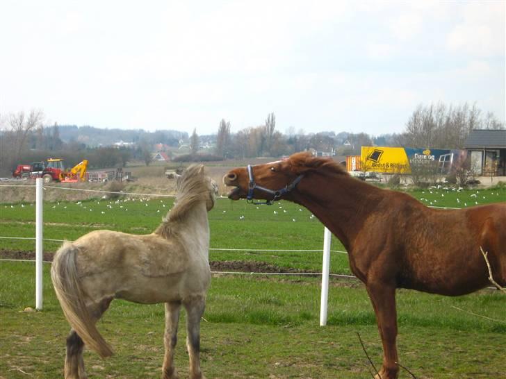 Anden særlig race Feifer  - hold dig væk.  thi hi<3 billede 7
