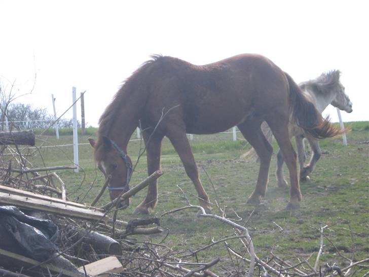 Anden særlig race Feifer  - øhh hva er det der ligger der billede 8