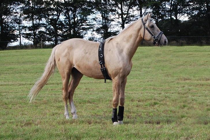 Palomino Gold Magnum X *SOLGT* - Magnum X 4 Sertember 2010 2½ år billede 1