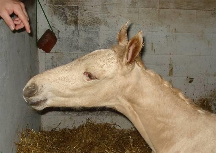 Palomino Gold Magnum X *SOLGT* billede 2