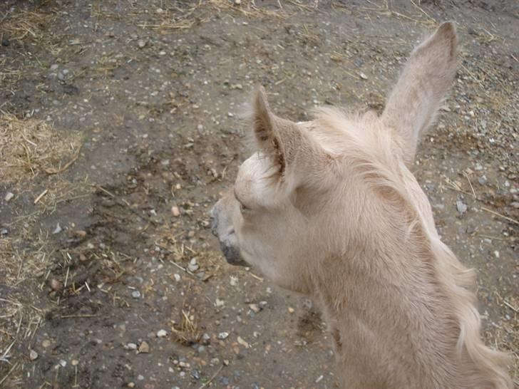 Palomino Gold Magnum X *SOLGT* billede 3