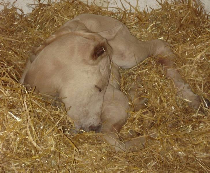 Palomino Gold Magnum X *SOLGT* billede 4