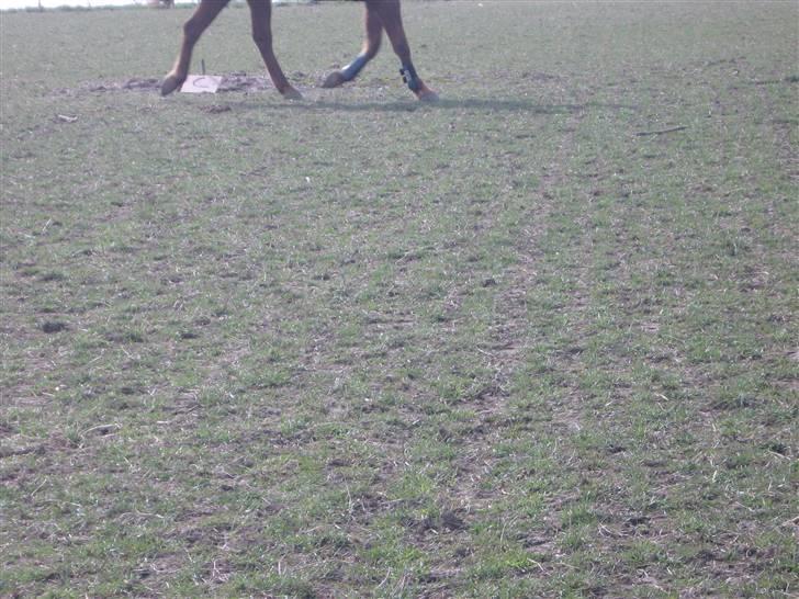 Anden særlig race Feifer  - Trav  billede 9