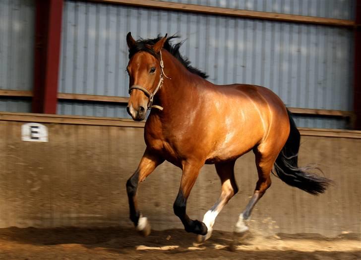 Anden særlig race Firkløvers Elvira SOLGT  - Den 28/5-09 Billedet er taget af Mona fra Stald Dyrhøj billede 4