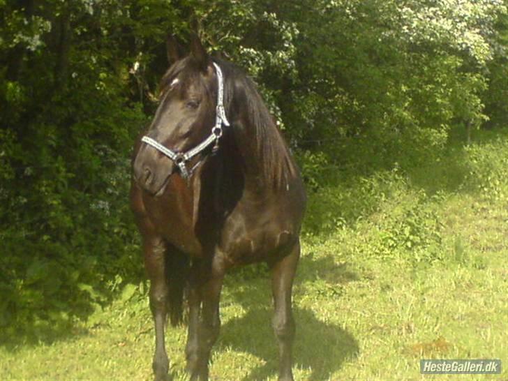 Dansk Varmblod Piaff R.I.P - 1) Piaff ude på marken, hun hygger sig med alle de andre heste<3:) billede 1