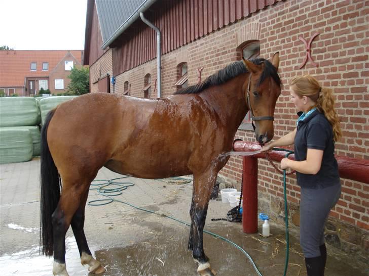 Anden særlig race Firkløvers Elvira SOLGT  - Juli 2008 - tilridning billede 8