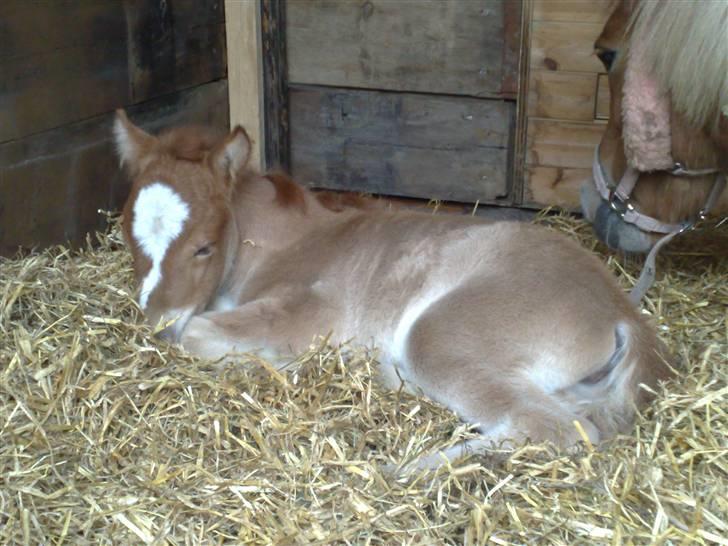 Shetlænder L. Miss Daisy *SOLGT* billede 1