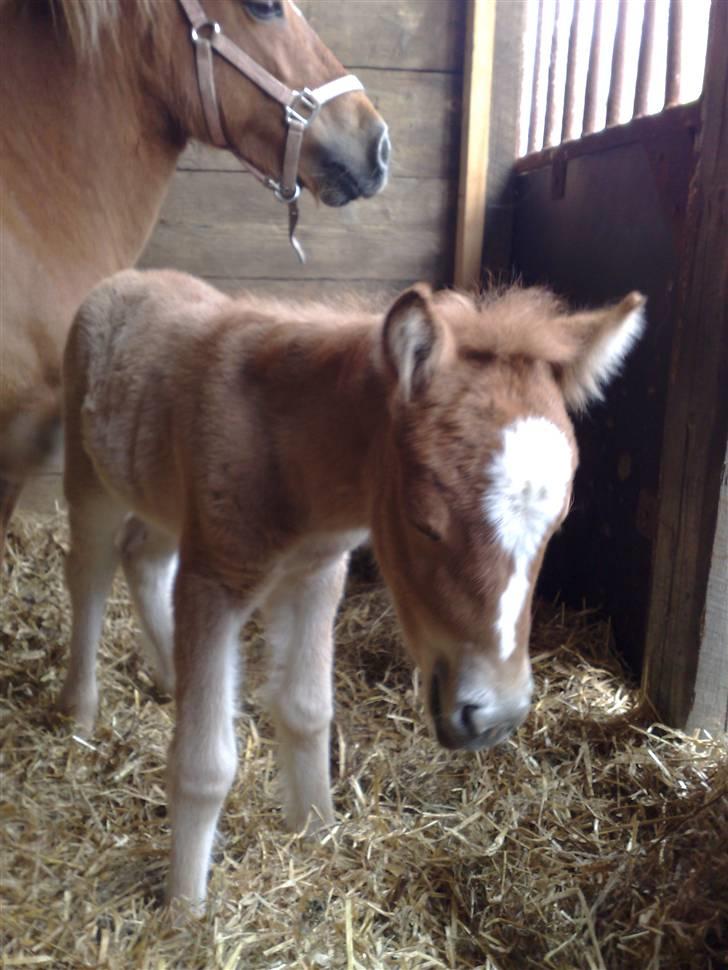 Shetlænder L. Miss Daisy *SOLGT* billede 2