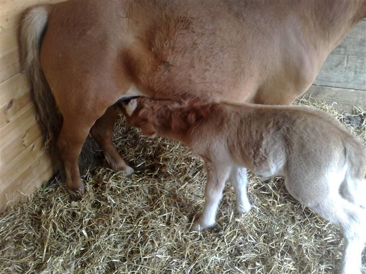 Shetlænder L. Miss Daisy *SOLGT* billede 3