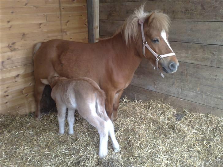 Shetlænder L. Miss Daisy *SOLGT* billede 4