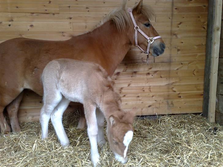 Shetlænder L. Miss Daisy *SOLGT* billede 5