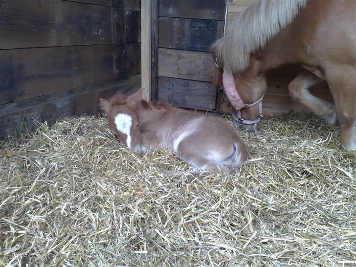 Shetlænder L. Miss Daisy *SOLGT* billede 6