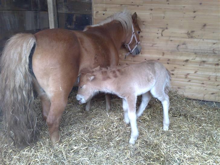 Shetlænder L. Miss Daisy *SOLGT* billede 7