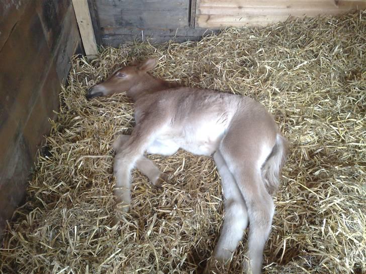 Shetlænder L. Miss Daisy *SOLGT* billede 8