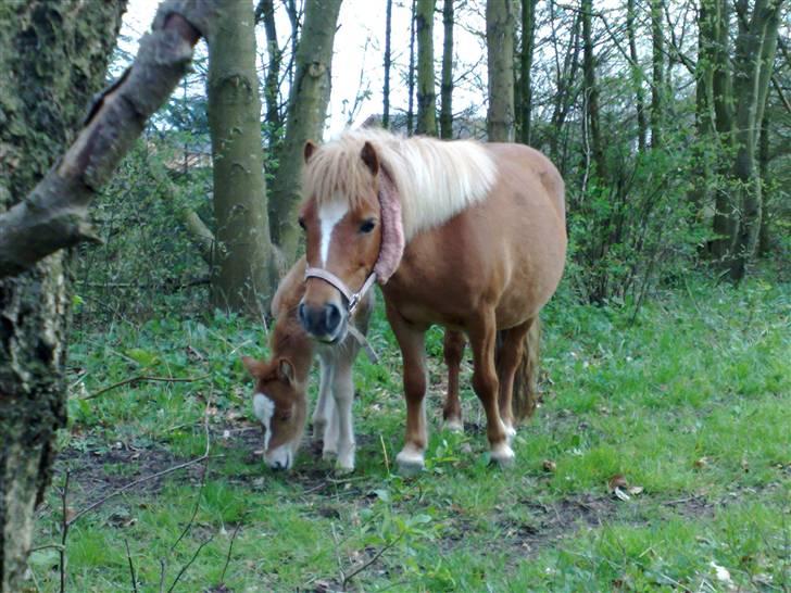 Shetlænder L. Miss Daisy *SOLGT* billede 9