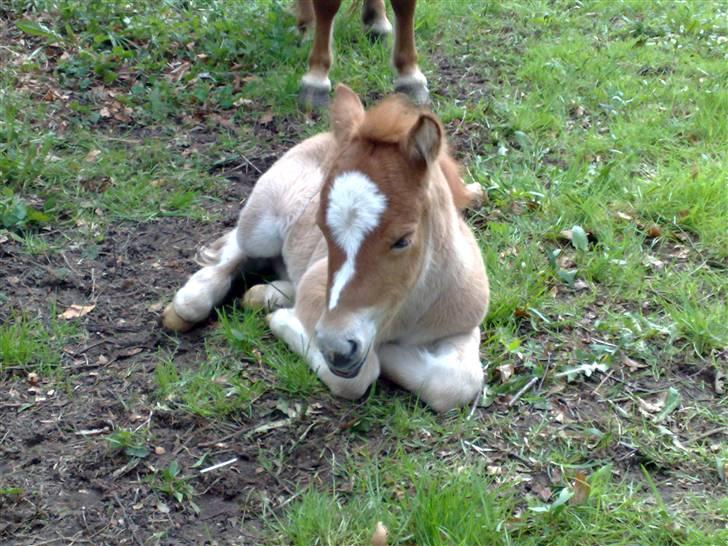 Shetlænder L. Miss Daisy *SOLGT* billede 10