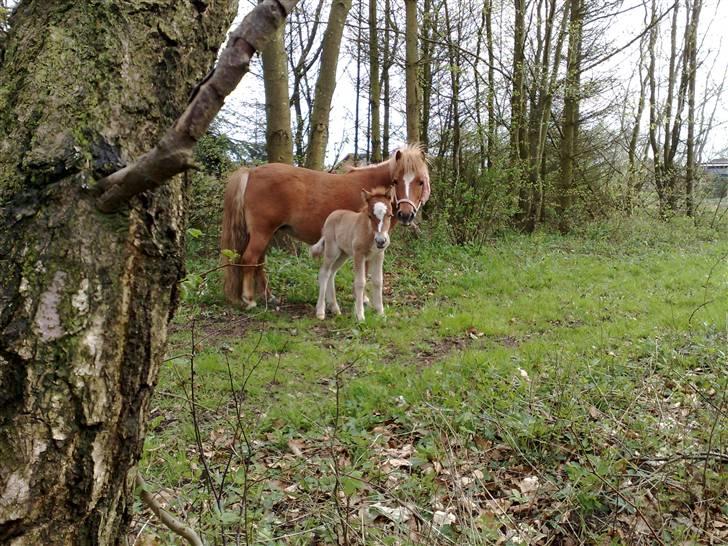 Shetlænder L. Miss Daisy *SOLGT* billede 11