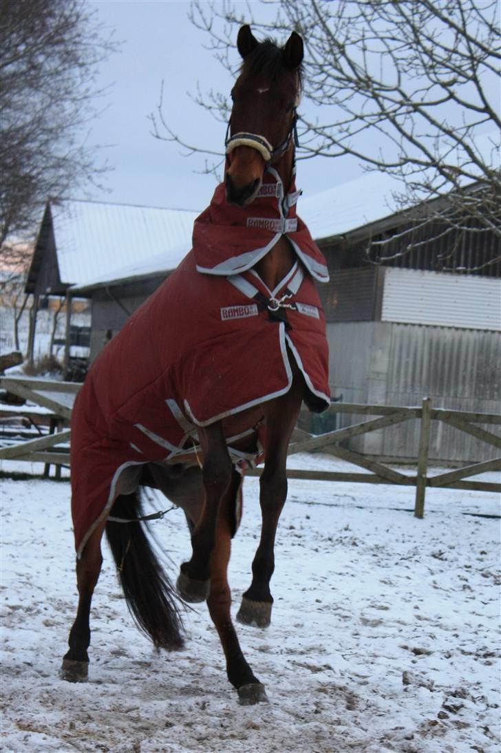 Trakehner MANCHET MONTANA - Solgt - 3 jan. 2010 billede 2