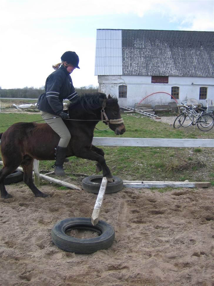 Welsh Pony (sec B) Kastania - Vi springer! :D Forår 2009 billede 14