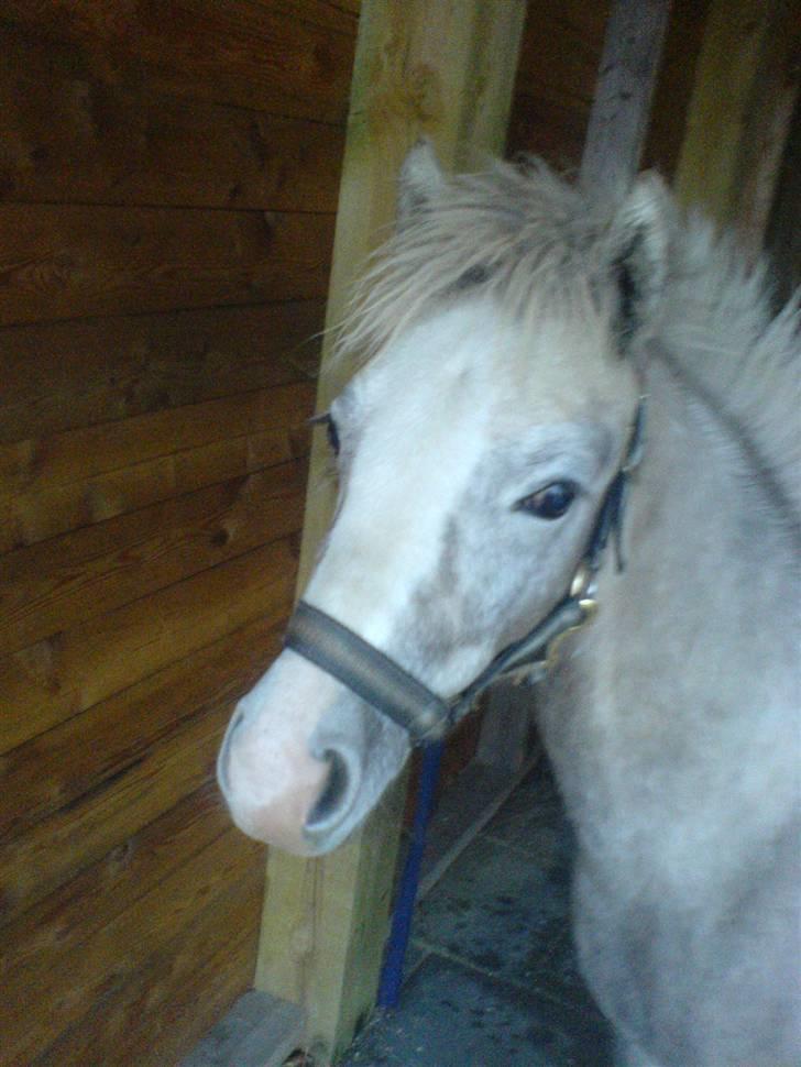 Welsh Pony (sec B) bregneklints melody - en lidt ældre følle (: billede 7
